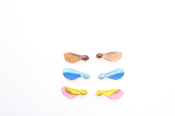 Creative mix of natural and painted maple seeds, step in creative project, A collection of samaras...