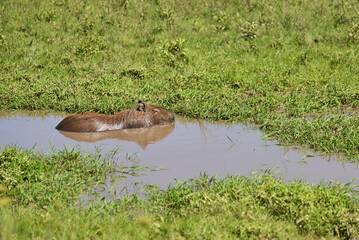 Capybara, hydrochoerus hydrochaeris, in El Palmar National Park, Argentina