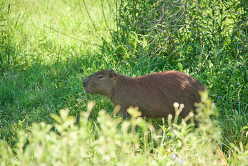 Capybara, hydrochoerus hydrochaeris, in El Palmar National Park, Argentina