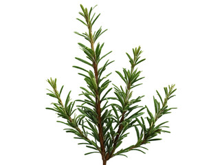 Detailed depiction of a lush rosemary sprig with needlelike leaves
