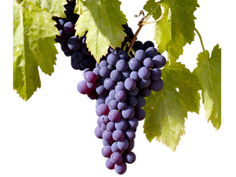 Detailed Grapevine, A Close-Up of Plump, Ripe Grapes Ready for Harvesting and Use in Winemaking Process and Culinary Applications
