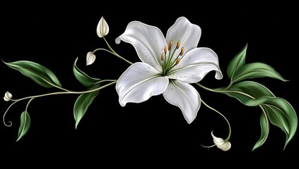 Obraz premium Elegant white lily with buds on a black background.