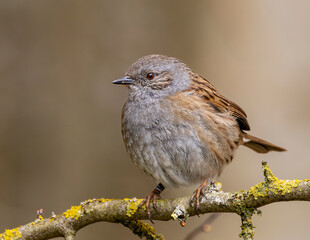 Fototapeta premium Dunnock sitting in a tree. Hedge sparrow.