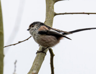 Long tailed tit in a tree. British wild bird