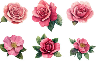 Naklejka premium set of pink roses