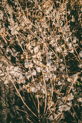 Dry plants with brown seed pods, with colic and thin stems in a sunlit field. Dried vegetation with warm earthy tones creating a textured natural scene.