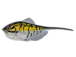 Naklejka premium Exotic Archerfish with Distinctive Yellow and Silver Stripes Isolated