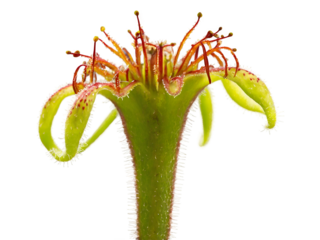 Hyperdetailed Carnivorous Sundew Plant Showing its Unique Features