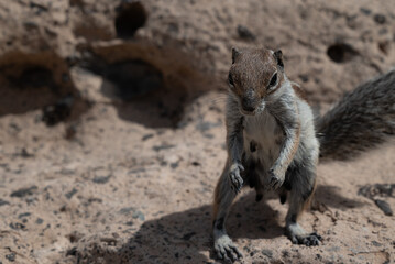 squirrel on a rock