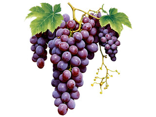 Fototapeta premium Luscious Grapevine Delight, A Realistic Depiction of Plump and Ripe Grapes