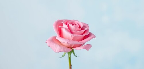 A single pink rose blooms against a soft blue and white backdrop, soft, vibrant