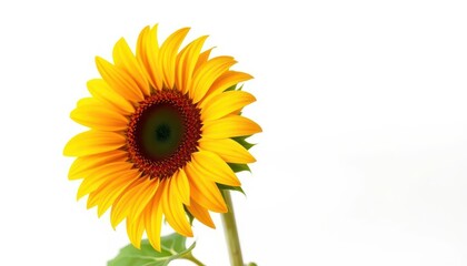 Fototapeta premium A single vibrant sunflower blooms against a pure white background, summer, element