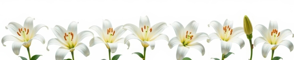 Fototapeta premium Group of white lilies, various stages of bloom, bright white background, clean, stages, studio shot