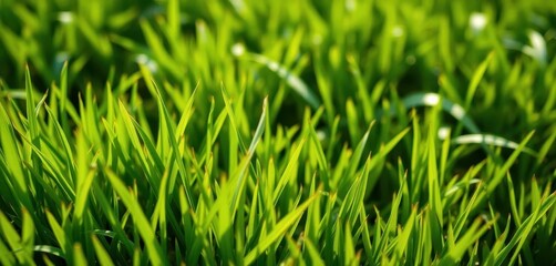 Fototapeta premium Lush, vibrant green grass texture, close-up detail, botanical, color