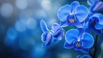 Close-up of vibrant blue orchids with a blurred background.