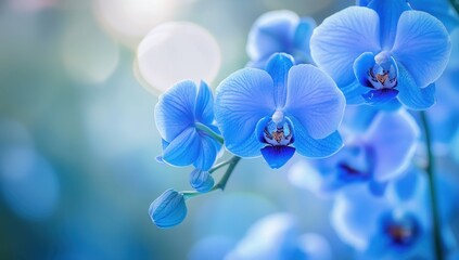 Vibrant blue orchids blooming in soft focus light.