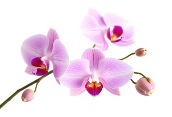 Fototapeta premium Delicate pink orchid blossoms isolated on pure white, spring, texture