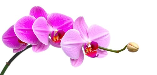 Obraz premium Delicate pink orchid blossom, isolated on pure white background, vibrant color, wellness