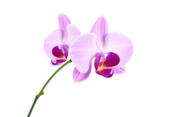 Obraz premium A single, vibrant pink orchid blossom isolated against a pure white backdrop, nature, exotic flower