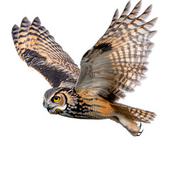 Owl in flight on clear transparent background cut out