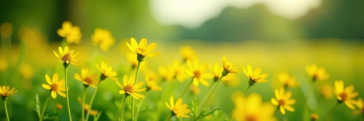 Fototapeta premium Vibrant yellow wildflowers, soft focus meadow , bokeh, warm light, flowers