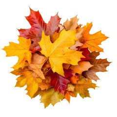 Obraz premium Pile of autumn colored leaves on clear transparent background cut out