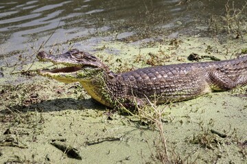Portrait view of a Spectacled Caiman (Caiman crocodilus) on grass swamp