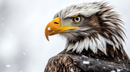 Obraz premium Majestic Bird with Snowy Feathers and Sharp Beak in Winter Landscape Wildlife Photography Nat