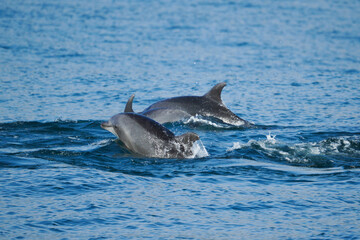 Fototapeta premium dolphin jumping out of water