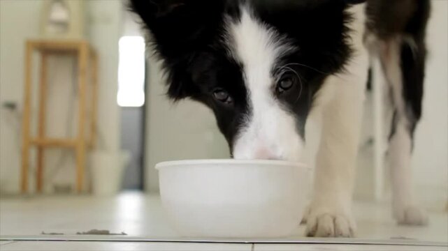 Border Collie Puppy Eating Indoors.