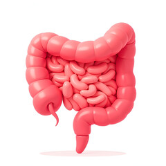 3d rendered illustration  Of The Human Intestine