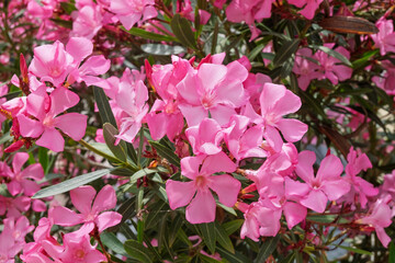Oleander (Nerium oleander)