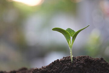 Macro closeup of Pumpkin sprout leaf growing under sunlight