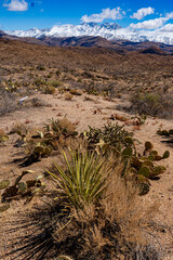 The desert and the snow in the distant mountains