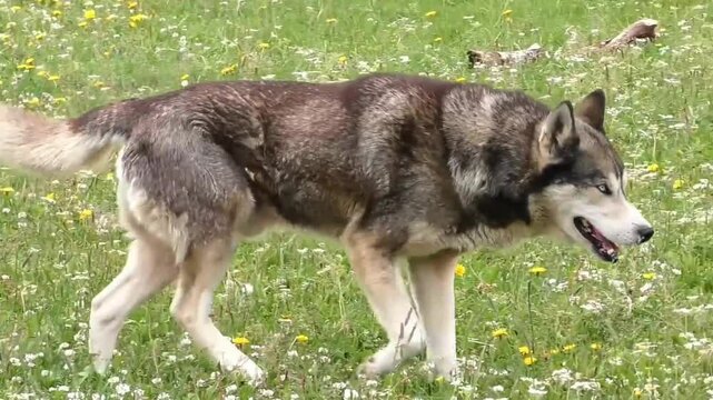 Husky dog walking meadow flowers.