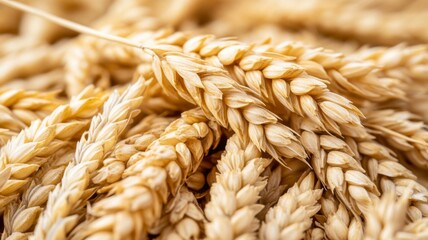 Golden Wheat Stalks Close Up View