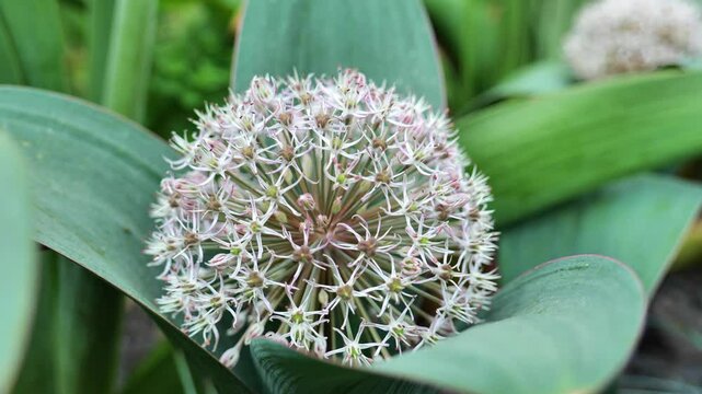 flowering onions family Alliaceae.Allium karataviense in allarium.Summer bulbous flowers. 4k footage