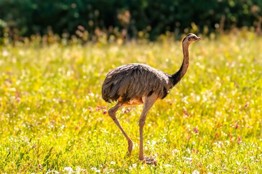 Typical rhea of ​​the Brazilian cerrado biome in its habitat