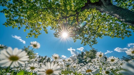 Obraz premium Daisy Field and Tree Reaching into Sunny Blue Sky with Clouds
