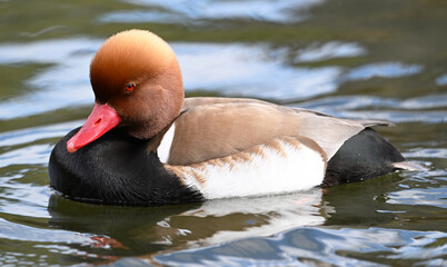 un pato colorado en el lago