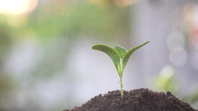 Watering spray small growing pumpkin vegetable sprout plant, home gardening