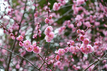 早春の梅の花