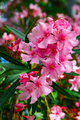 Pink flowers on blooming nerium or oleander shrubs