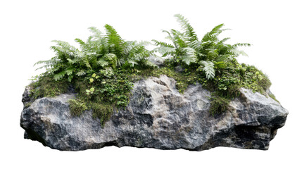 Moss and ferns growing on rock with transparent background