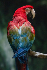 scarlet macaw in zoo