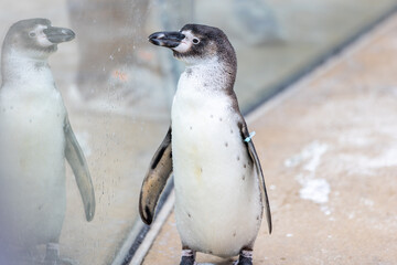 banded penguin at the zoo