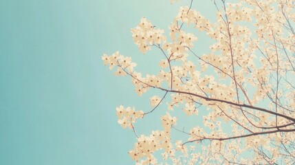 Flowering Dogwood Tree Reaching Towards a Clear Blue Sky Nature Background