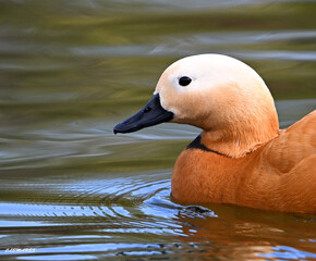 un pato tarro canelo en un lago