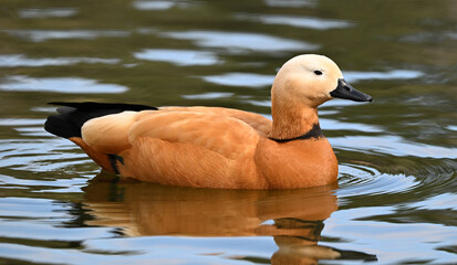 un pato tarro canelo en un lago