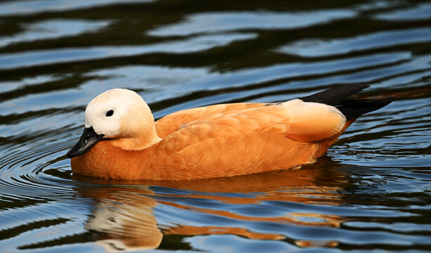 un pato tarro canelo en un lago